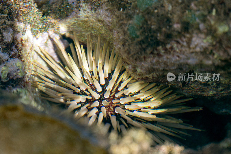 岩石钻孔海胆，Echinometra mathaei